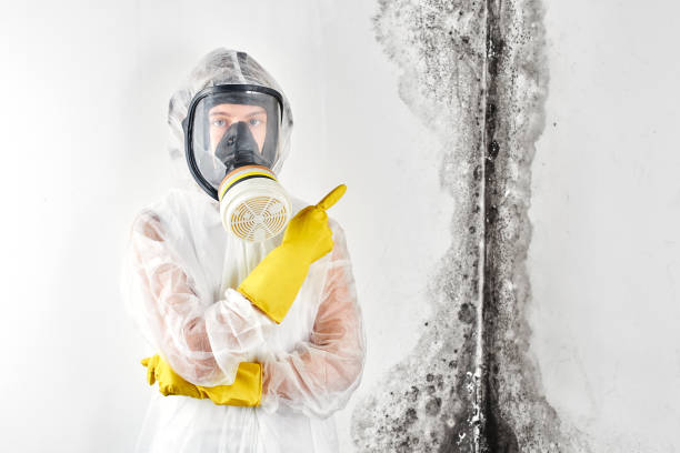 Best Black Mold Removal  in South Euclid, OH